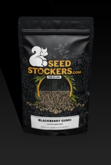 картинка Blackberry Gum Auto от магазина Semki